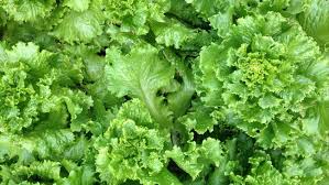 Daun hijau ini kerap dijadikan menu salad atau pelengkap sayuran hijau bernama latin lactuca sativa ini juga memiliki beragam jenis. Kale Vs Selada Air Mana Lebih Baik Untuk Diet