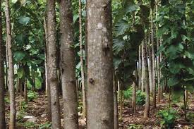 Everything You Need To Know About Teak Furniture Live Dan 330 Teak Furniture Oak Garden Furniture Teak Outdoor Furniture