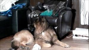 Don't panic if your young gsd puppy's ears are doing funky, wobbly things that don't quite fit into any of these puppy ear stages. Maine Coon Kittens Abusing German Shepherd Dogs Youtube