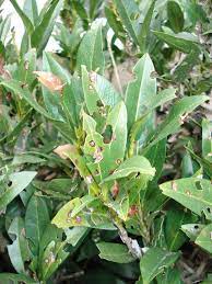 Cherry laurel (prunus caroliniana) on igihaljas, lehtpuu põõsas, mida kodus aednikud hindavad oma kiire kasvu ja naha värvusega, kuid läikivate tumeroheliste lehtedega. Shot Hole Disease On Cherry Leaves Growing Mowing In Bartow County