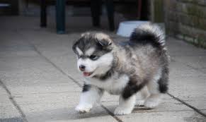 What was the alaskan malamute first bred for? Alaskan Malamute Puppies Doglers