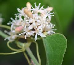 Image result for Smilax