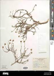 Image result for Pentzia incana