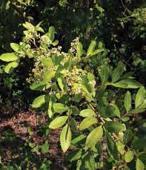 Image result for Hemarthria natans