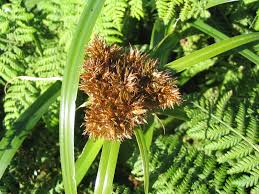 Image result for Cyperus kirkii