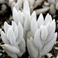 Image result for Senecio conrathii