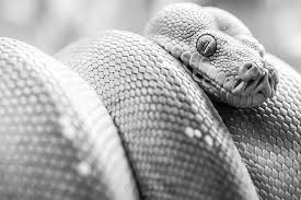 Find over 100+ of the best free snake eyes images. Closeup Photography Of Green Viper Snake Eyes Closeup Photography Green Viper Hd Wallpaper Wallpaperbetter