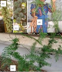 Image result for Asparagaceae