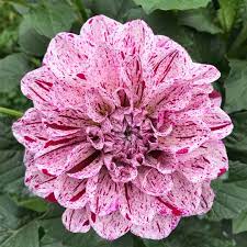 As dahlia has limited knowledge on the distortion world, platinum is directed to the battle factory. Dahlia Gogo Speckled Pink Dahlia Gogo Speckled Pink In Gardentags Plant Encyclopedia