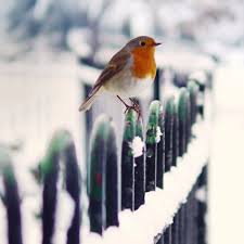 Best 42 Snow Bird Wallpaper On Hipwallpaper Beautiful Hummingbird Wallpapers Steampunk Hummingbird Wallpaper And Steampunk Bird Wallpaper Hd iphone xs/xr/x hintergrundbilder herunterladen und auf iphone übertragen. snow bird wallpaper on hipwallpaper