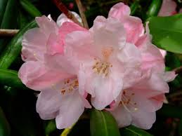 Rhododendron Ornamental Grasses Rhododendron Ground Cover