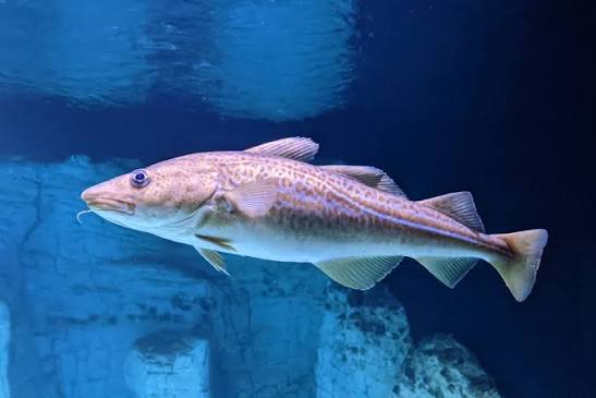 Atlantic cod - Wikipedia