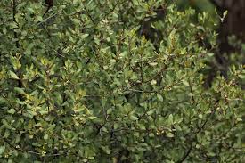 Image result for Euclea undulata