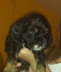 Puppies are born and raised in the house. Cocker Spaniel Puppies For Sale Pennsylvania