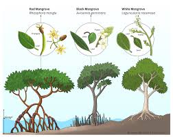 Image result for Rhizophora racemosa