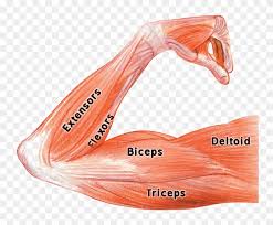 Flexion of the forearm is achieved by a group of three muscles — the brachialis, biceps brachii. Muscle Png Image Background Arm Muscle Flex Anatomy Transparent Png 750x616 6547838 Pngfind
