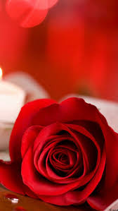 Rose For U Rose Wallpaper Beautiful Rose Flowers Rose Flower Wallpaper