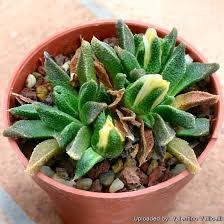 Image result for Nananthus