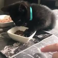Diyetteysen Boyle Oluyor Goruntuler Ile Cok Sirin Hayvanlar Komik Hayvan Videolari Sevimli Kedi Yavrulari