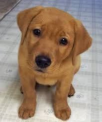 The fox red labrador doesn't come without their share of controversy. Bryce The Labrador Retriever Lab Puppies Retriever Puppy Labrador Dog