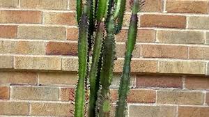 Quick african milk tree care guide. Euphorbia Trigona African Milk Tree Youtube