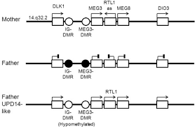 Chromosome 14 An Overview Sciencedirect Topics