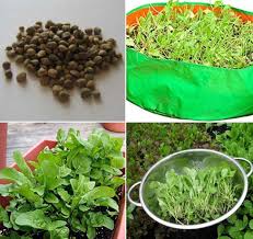 If stored in a plastic bag in the refrigerator, spinach leaves will remain fresh for about a week. Growing Palak From Seeds Spinach Seed Germination Gardening Tips