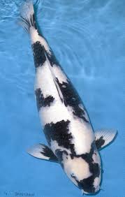 Black And White Koi Black White Koi Near Perfect With Images Koi Fish Pond Koi Fish Koi Carp