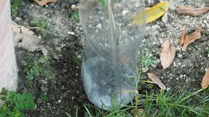 Then, fill the bottle with water up to where the neck begins to narrow and place the cork back in the bottle. 3 Ways To Make A Drip Irrigator From A Plastic Bottle Wikihow