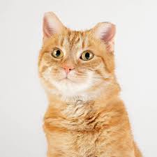 Our advanced medical center is located in college station, texas. All Pets Medical And Surgical Center