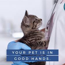 The hospital is not intended to serve as a substitute for your family veterinarian, but rather, as an independent extension for emergency care. Emergency Pet Hospital Of Collier County Home Facebook