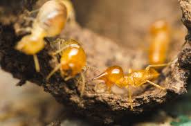 We're comitted to earning your trust and getting rid of your pests. How To Keep Swarming Insects From Damaging Your Garden Dave S Garden