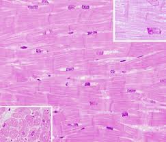 Maybe you would like to learn more about one of these? Animal Tissues Muscle Cardiac Atlas Of Plant And Animal Histology