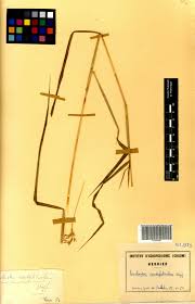 Image result for Euclasta condylotricha