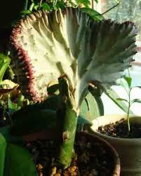Having said that, although the coral cactus does like a lot of light, some owners place it in areas where it may enjoy some partial shade. How To Care For Coral Cactus Grafted Euphorbia Lactea Crest Coral Cactus Euphorbia Cactus Care