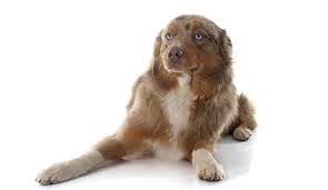 Blue Eyed Dog Names 100 Striking Ideas My Dog S Name