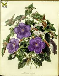 Birth Month Flower Grow Kit Australia Cupid S Bower Magic Flower Achimenes Longiflora Perennial Plants Produce 2 Inch Violet Blue Flowers Summer To Fall Deep Green Leaves Marked Red Underneath Pajaros Y Flores Flores Silvestres Ilustraciones