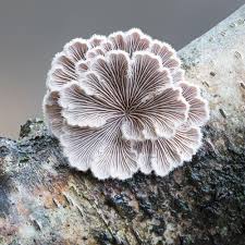 Image result for Schizochilus