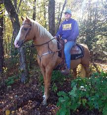 Beautiful golden palomino qh gelding for sale. Palomino Horses Horses For Sale
