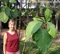 Image result for Tectona