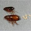 See more ideas about pests, garden pests, pest control. Https Encrypted Tbn0 Gstatic Com Images Q Tbn And9gcrfhu52urzuuo Nc9f 3ahrm4ifjebx 5hqbkii3ty9inysrhas Usqp Cau