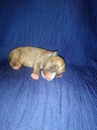 Sorry, there are no pug puppies for sale in syracuse, ny at this time. Bull Terrier Puppies For Sale Syracuse Ny 297919
