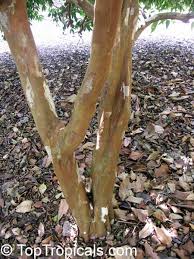Reproduction of eucalyptus deglupta by cuttings. Eucalyptus Deglupta Rainbow Eucalyptus Mindanao Gum Rainbow Gum Toptropicals Com