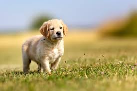 Image result for golden retriever