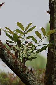 Image result for Cordia millenii