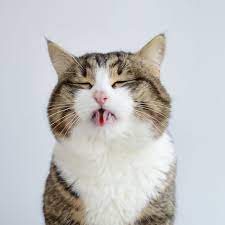 Rexie The Cat King Of Bleps And Tongue Tricks Tabby Cat Cute Cats Photos Cats