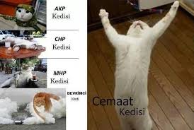 Kediler Kedi Komik Gulme