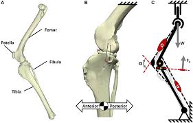 Maybe you would like to learn more about one of these? Frontiers Surgical Treatments For Canine Anterior Cruciate Ligament Rupture Assessing Functional Recovery Through Multibody Comparative Analysis Bioengineering And Biotechnology