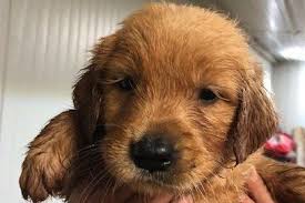 Matt Snyder Elijah Creek Farm Has Golden Retriever Puppies For Sale In Louisa Ky On Akc Puppyfinder Puppies For Sale Retriever Puppy Golden Retriever