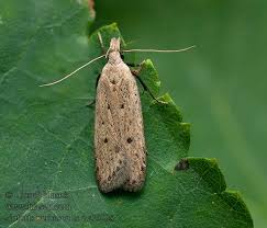 Image result for Nothris verbascella